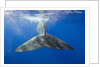 Sperm Whale Tail by Anonymous