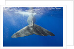 Sperm Whale Tail by Anonymous