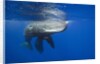 Sperm Whales (Physeter macrocephalus) by Anonymous