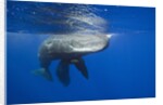 Sperm Whales (Physeter macrocephalus) by Anonymous