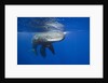 Sperm Whales (Physeter macrocephalus) by Anonymous