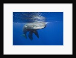 Sperm Whales (Physeter macrocephalus) by Anonymous