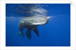 Sperm Whales (Physeter macrocephalus) by Anonymous