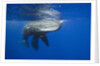 Sperm Whales (Physeter macrocephalus) by Anonymous