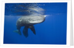 Sperm Whales (Physeter macrocephalus) by Anonymous