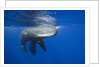 Sperm Whales (Physeter macrocephalus) by Anonymous
