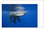 Sperm Whales (Physeter macrocephalus) by Anonymous