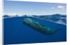 Sperm Whale (Physeter macrocephalus) by Anonymous