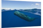 Sperm Whale (Physeter macrocephalus) by Anonymous