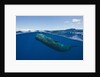Sperm Whale (Physeter macrocephalus) by Anonymous