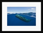 Sperm Whale (Physeter macrocephalus) by Anonymous