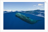 Sperm Whale (Physeter macrocephalus) by Anonymous