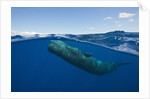Sperm Whale (Physeter macrocephalus) by Anonymous