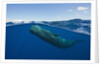 Sperm Whale (Physeter macrocephalus) by Anonymous