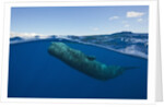Sperm Whale (Physeter macrocephalus) by Anonymous