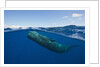 Sperm Whale (Physeter macrocephalus) by Anonymous