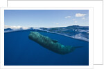 Sperm Whale (Physeter macrocephalus) by Anonymous