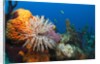 Fan Worm (Spirographis spallanzanii) and Sponges on a Coral Reef by Anonymous