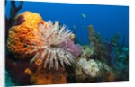 Fan Worm (Spirographis spallanzanii) and Sponges on a Coral Reef by Anonymous