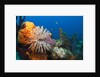 Fan Worm (Spirographis spallanzanii) and Sponges on a Coral Reef by Anonymous
