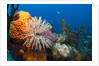Fan Worm (Spirographis spallanzanii) and Sponges on a Coral Reef by Anonymous