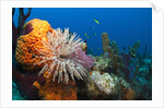 Fan Worm (Spirographis spallanzanii) and Sponges on a Coral Reef by Anonymous