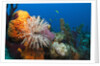 Fan Worm (Spirographis spallanzanii) and Sponges on a Coral Reef by Anonymous