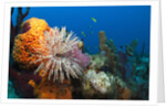 Fan Worm (Spirographis spallanzanii) and Sponges on a Coral Reef by Anonymous