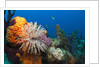 Fan Worm (Spirographis spallanzanii) and Sponges on a Coral Reef by Anonymous