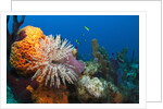 Fan Worm (Spirographis spallanzanii) and Sponges on a Coral Reef by Anonymous
