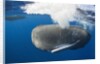 Sperm Whale (Physeter macrocephalus) by Anonymous