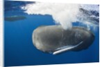 Sperm Whale (Physeter macrocephalus) by Anonymous