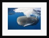 Sperm Whale (Physeter macrocephalus) by Anonymous