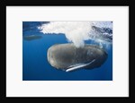 Sperm Whale (Physeter macrocephalus) by Anonymous