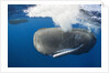 Sperm Whale (Physeter macrocephalus) by Anonymous