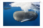 Sperm Whale (Physeter macrocephalus) by Anonymous
