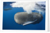 Sperm Whale (Physeter macrocephalus) by Anonymous