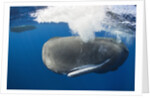 Sperm Whale (Physeter macrocephalus) by Anonymous