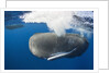 Sperm Whale (Physeter macrocephalus) by Anonymous