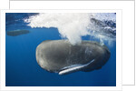 Sperm Whale (Physeter macrocephalus) by Anonymous