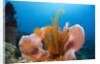 Sponge and Crinoid on a Coral Reef by Anonymous