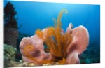 Sponge and Crinoid on a Coral Reef by Anonymous