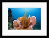 Sponge and Crinoid on a Coral Reef by Anonymous