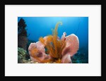 Sponge and Crinoid on a Coral Reef by Anonymous