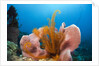 Sponge and Crinoid on a Coral Reef by Anonymous