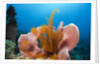 Sponge and Crinoid on a Coral Reef by Anonymous