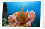 Sponge and Crinoid on a Coral Reef by Anonymous