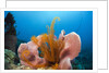 Sponge and Crinoid on a Coral Reef by Anonymous