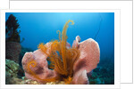 Sponge and Crinoid on a Coral Reef by Anonymous