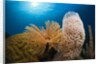 Fan Worm (Spirographis spallanzanii), Tube Sponge, and Brain Coral on a Coral Reef by Anonymous